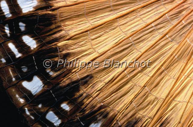 aile orxines macklotti.JPG - Gros plan, aile d'Orxines macklottiPhasmeWalkingstick wingPhasmatodea, HeteronemiidaeJava